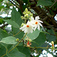 Parijaat leaves health benefits