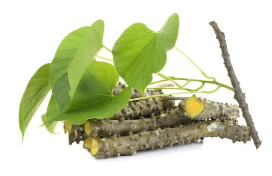 Giloy - The amrit herb of the Ayurveda...