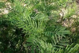 Babool Patti powder and its uses