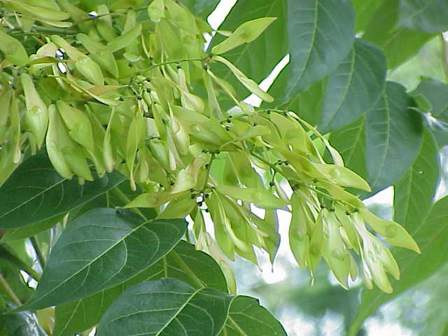 Ailanthus excelsa Roxb or Ardu- Plant of heaven