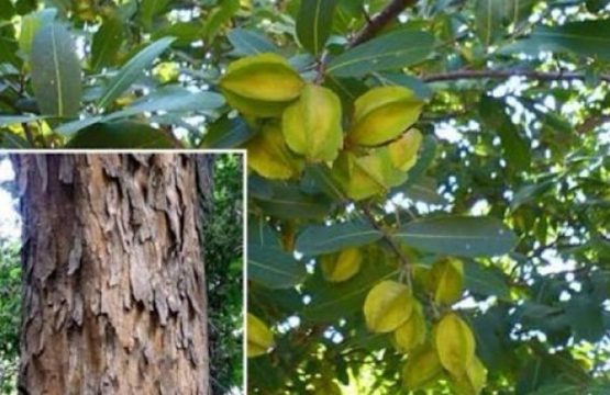 Arjun Chaal – Nature’s Heart Guardian Bark | Kamdhenu Laboratories