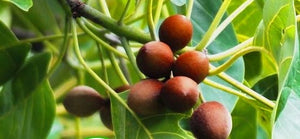 Baheda Powder and its benefits.