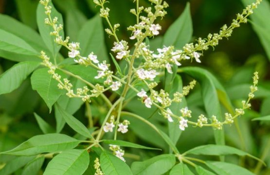 निर्गुण्डी के फायदे-Benefits of Nirgundi