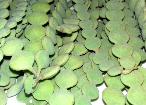 Babool Phali Powder and its several health benefits...