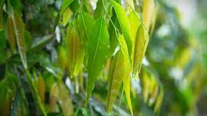 अशोक वृक्ष के औषधीय फायदे