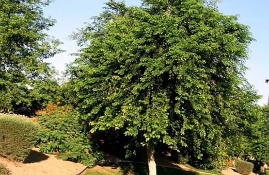 Shisham Patti Powder – Ayurvedic Herb for Skin, Digestion & Immunity | Kamdhenu Laboratories