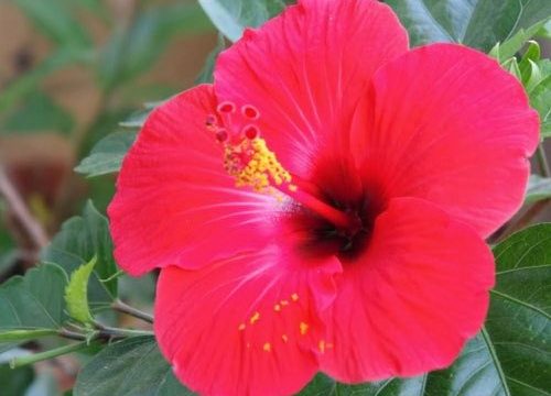 गुड़हल पाउडर के फायदे -benefits of hibiscus powder