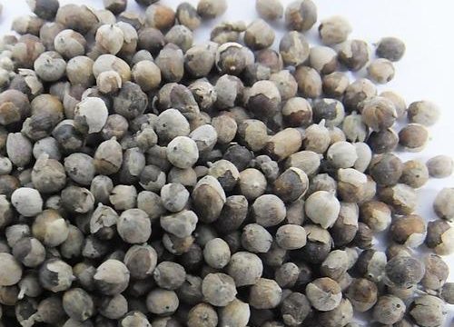 Nirgundi - The Chaste tree powerpacked with several health benefits