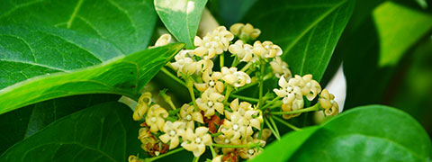 गुड़मार – ब्लड शुगर को नियंत्रित करने वाली आयुर्वेदिक जड़ी-बूटी
