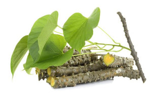 Giloy - The amrit herb of the Ayurveda...