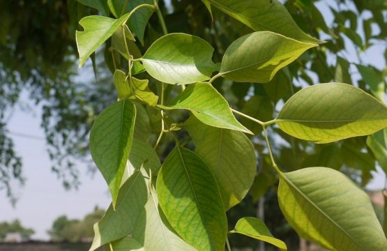 शीशम पत्ती के स्वास्थ्य लाभ