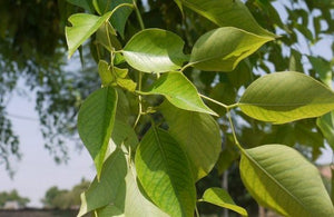 शीशम पत्ती के स्वास्थ्य लाभ