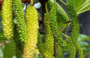 Shahtoot Patta and its numerous benefits