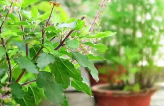 Tulsi Patta- Mother Medicine of nature