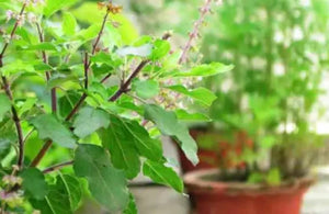 Tulsi – The Mother Medicine of Nature and Its Ayurvedic Health Benefits | Kamdhenu Laboratories