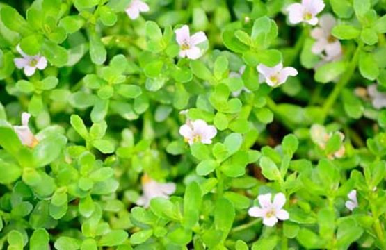 Kamdhenu ब्राह्मी पाउडर 100g और 250g packs with Bacopa monnieri