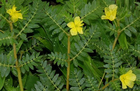 Gokharu Powder and its incredible health benefits