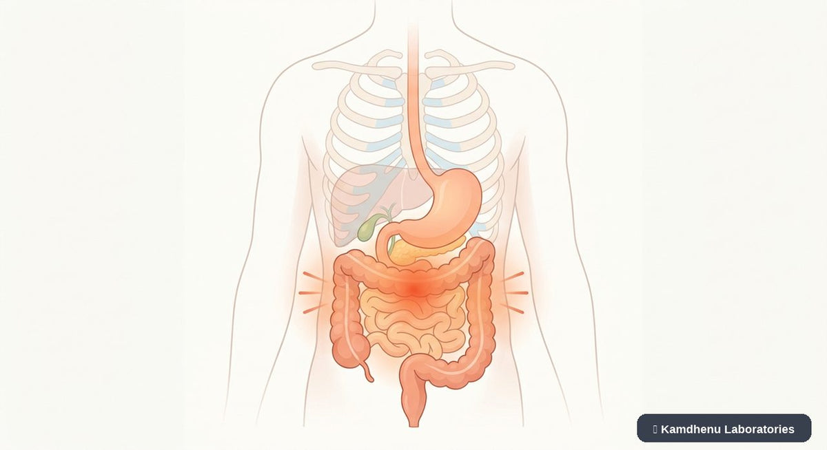 Editorial illustration representing Abdominal pain for the Kamdhenu Laboratories educational wellness blog.