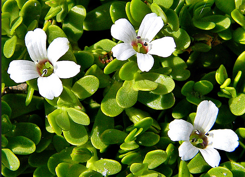 Kamdhenu Brahmi Powder 100g and 250g packs with Bacopa monnieri