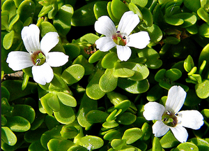 Brahmi Powder - The magic herb