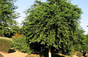 Shisham Patti Powder – Ayurvedic Herb for Skin, Digestion & Immunity | Kamdhenu Laboratories