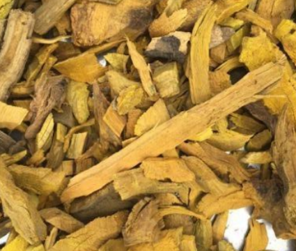 Daruhaldi and its numerous health benefits.