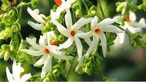 Harsingar Patti Powder and its numerous health benefits.