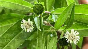 Bhangra Powder - Keshraj and its many other benefits.