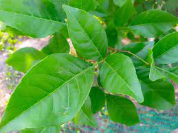 Health Benefits of Bilva Patra Powder or Bael Leaf Powder: Beloved of Lord Shiva