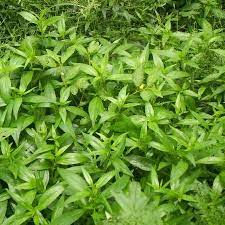 Chirayta Powder- Bitter herb with many health benefits.