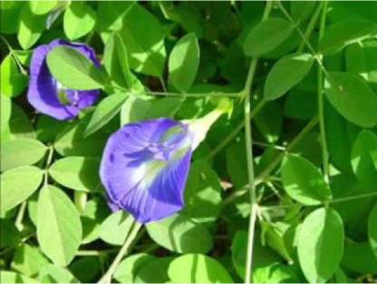 Shankhpushpi Powder and its benefits