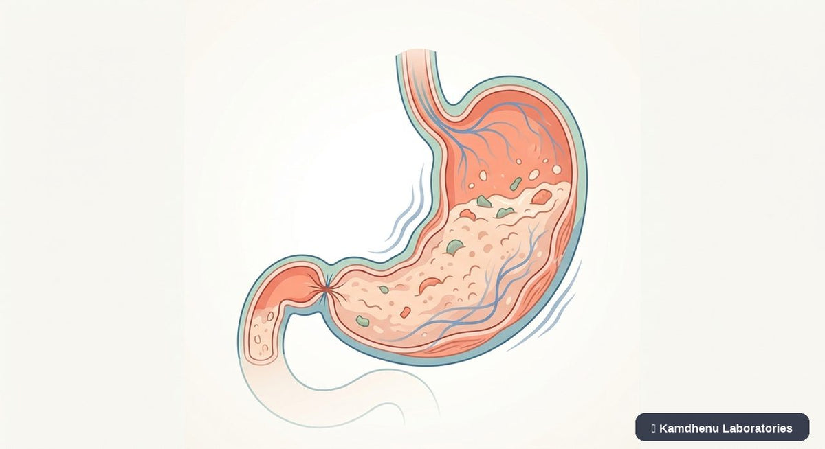 Editorial illustration representing Gastroparesis for the Kamdhenu Laboratories educational wellness blog.