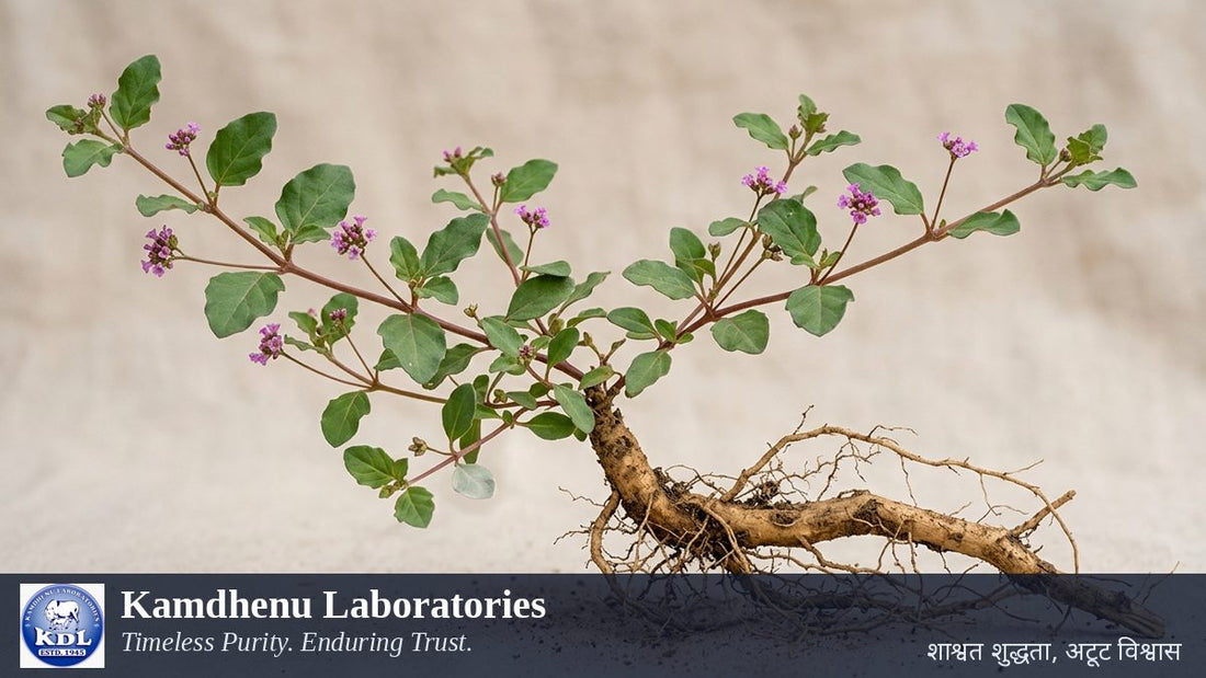 पुनर्नवा (Boerhavia diffusa) औषधीय पौधा — Root; Whole plant — Kamdhenu Laboratories