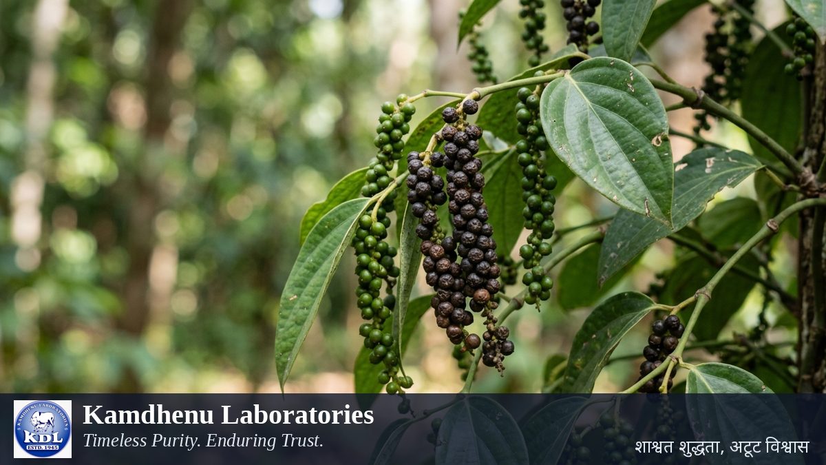 काली मिर्च (Piper nigrum) औषधीय पौधा — Fruit — Kamdhenu Laboratories