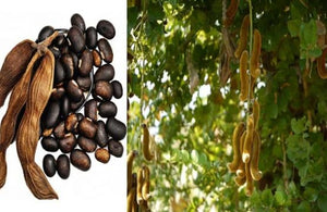 Kaunch Beej (Magaj) - The magic velvet bean