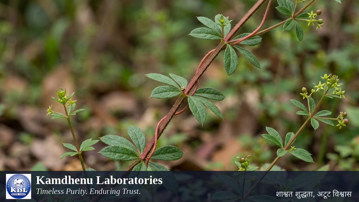 मंजिष्ठा (Rubia cordifolia) औषधीय पौधा — Stem — Kamdhenu Laboratories