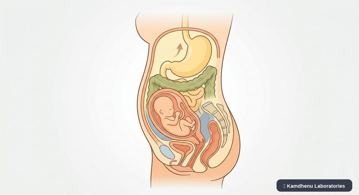 Editorial illustration representing Morning sickness for the Kamdhenu Laboratories educational wellness blog.