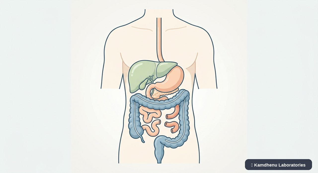 Editorial illustration representing Short bowel syndrome for the Kamdhenu Laboratories educational wellness blog.
