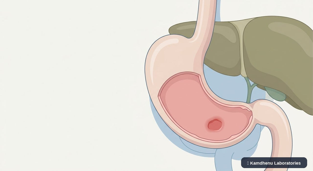 Editorial illustration representing Stomach ulcer for the Kamdhenu Laboratories educational wellness blog.