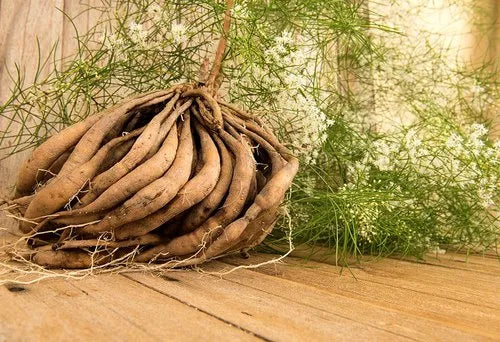Shatavari root powder – Kamdhenu Laboratories Ayurvedic Shatavari herb